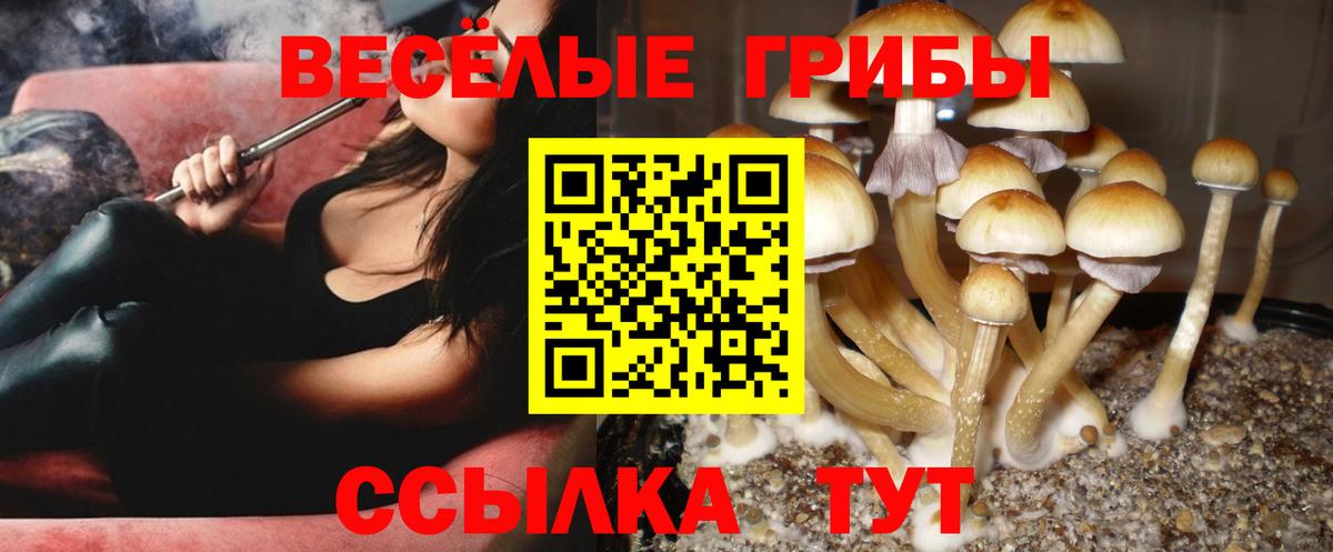 Галлюциногенные грибы Psilocybe Нижневартовск
